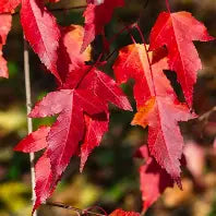 Acer ginnala 'Flame'