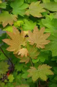 Acer circinatum 'Del's Dwarf' (CG)