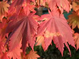 Acer japonicum 'Vitifolium' (CG)