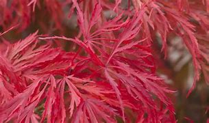 Acer palmatum 'Ash's Scarlet Princess' (CG)