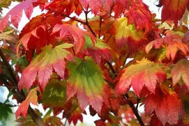 Acer japonicum 'Meigetsu' (BBP)