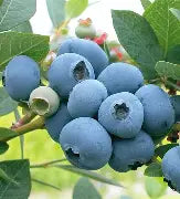 Berry, Blueberry 'Sweetheart' (S.Hyb./Early-Late)