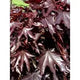 Sticky Image