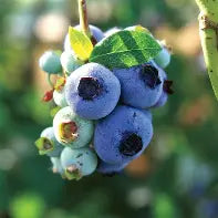 Berry, Blueberry 'Chandler' (N.Hyb./Mid-Late)