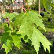 Acer r. 'Armstrong' (Columnar)