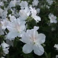 Azalea 'Treasure' (white)
