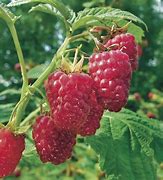 Berry, Raspberry 'Munger'