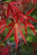 Acer palmatum 'Scolopendrifolium'