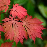 Acer japonicum 'Aconitifolium' (CG)