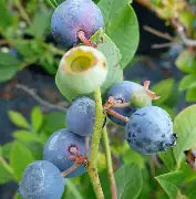 Berry, Blueberry 'Polaris' (N.Hyb./Mid)
