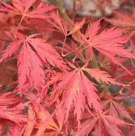 Acer japonicum 'Crimson Carole' (BBP)