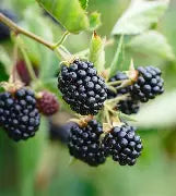 Berry, Blackberry BUSHEL AND BERRY® BABY CAKES® PP27032