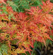Acer pd. 'Orangeola' (CG)