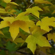 Acer miyabei 'State Street' (CG)