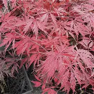 Acer pd. 'Tamukeyama' (CG)