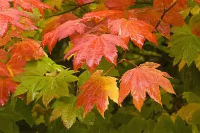 Acer circinatum (collected)