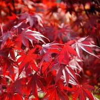 Acer palmatum 'Fireglow' (CG)