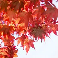 Acer r. Red Sunset®