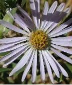 Aster subspicatus