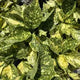 Sticky Image