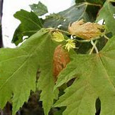 Acer r. 'Bowhall' (Columnar)