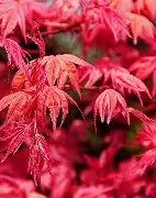 Acer palmatum 'Beni maiko' (BBP)