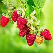 Berry, Raspberry 'Vintage'