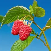 Berry, Raspberry 'Coho'