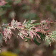 Acer palmatum 'Hana Fabuki' (CG)