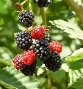 Berry, Blackberry 'Hall's Beauty'