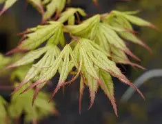 Acer palmatum 'First Ghost' (CG)