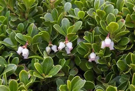 Arctostaphylos uva-ursi