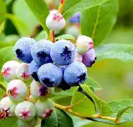 Berry, Blueberry 'Bonus' (N.Hyb./Mid-Late)