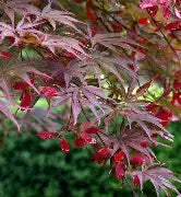 Acer palmatum 'Suminagashi' (BBP)