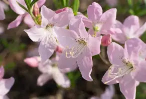 Rhod. 'Schlippenbachii' (pink)- H-1
