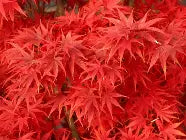Acer palmatum 'Pixie' (CG)