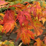 Acer palmatum 'Amber Ghost'