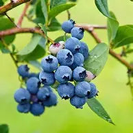 Berry, Blueberry 'Mini Blues' (N.Hyb./Mid-Late)