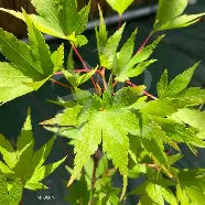 Acer palmatum 'Werner's Pagoda' (CG)