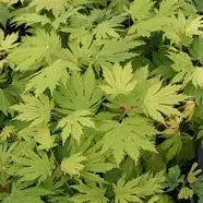 Acer japonicum 'Yama kagi' (CG)