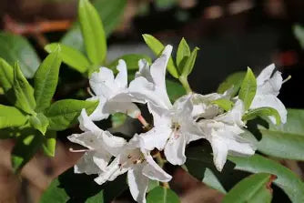 Rhod. 'Sugar Puff' (white)- H-2