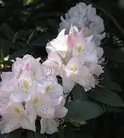 Rhod. cat. 'Alba' (white)- H-1