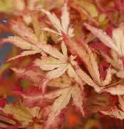 Acer palmatum 'Anne Irene' (CG)