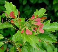 Acer ginnala, Shrub Form (CG)