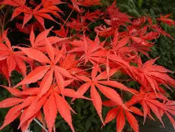 Acer palmatum 'Beni kagami' (BBP)