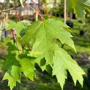 Acer r. 'Armstrong' (Columnar) BBP