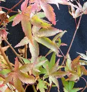Acer palmatum 'Oto hime' (CG)