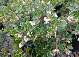 Arctostaphylos e. 'Emerald Carpet'