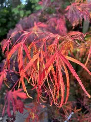 Acer palmatum 'Koto no ito' (CG)
