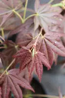Acer palmatum 'Tsukushigata' (CG)